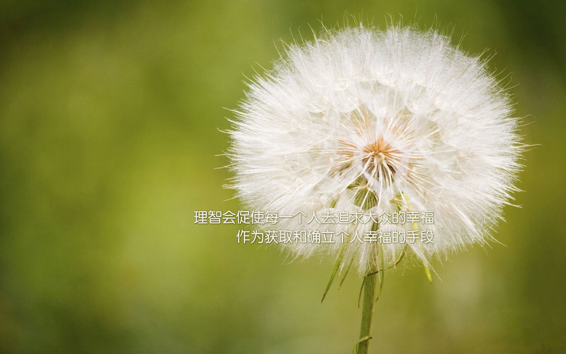 欧洲杯最佳年轻球员：西班牙队球员安苏·法蒂，欧洲杯西班牙的球星