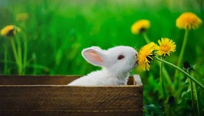 开云中国大陆-多特蒙德前锋连续演零射门，球迷对其能力存疑，多特蒙德队