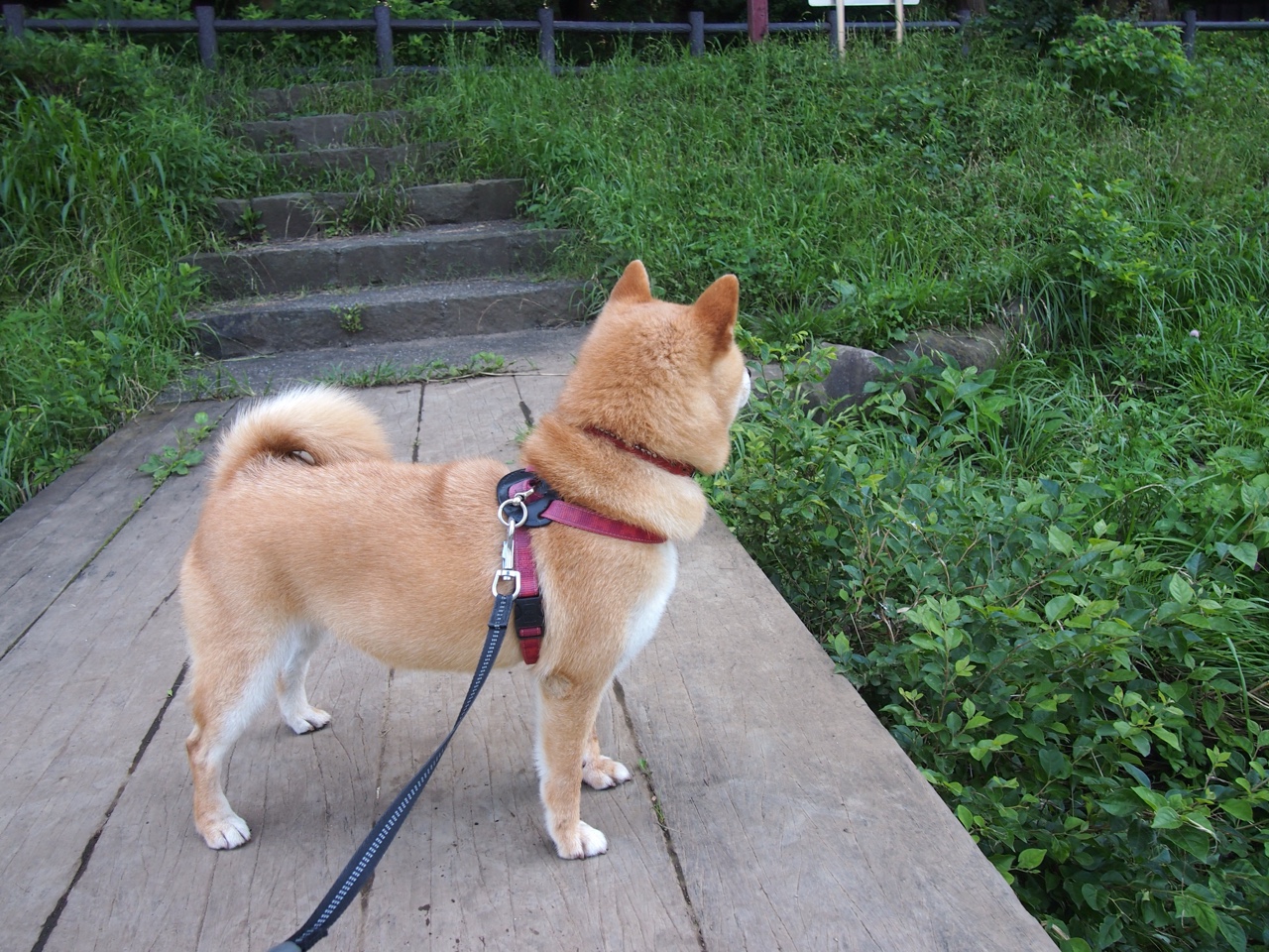 开云体育APP下载-橄榄球进校园，英格兰布局未来，英式橄榄球招生学校