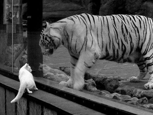 开云网页版-篮球主题校园节日活动开展融合体育与文化创意体验，校园篮球活动文案